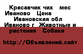 Красавчик чих 2 мес Иваново › Цена ­ 12 000 - Ивановская обл., Иваново г. Животные и растения » Собаки   
